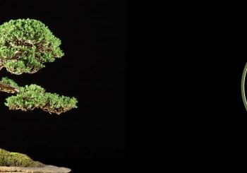 Norfolk Bonsai Association